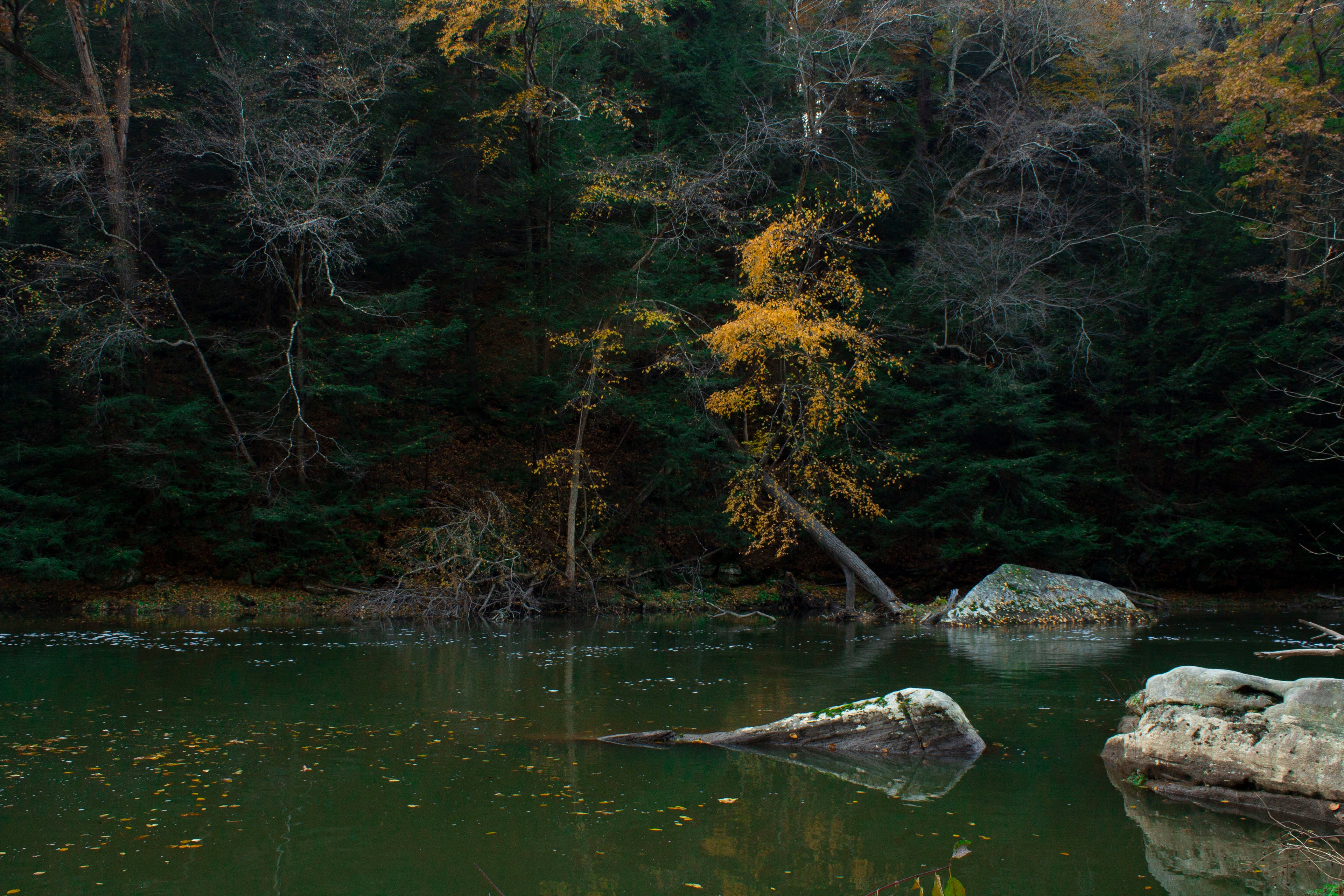A green river and dark forest background.